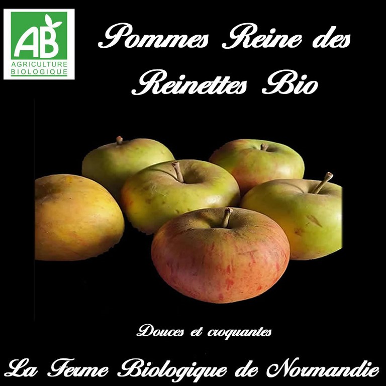 Pommes reine des reinettes bio