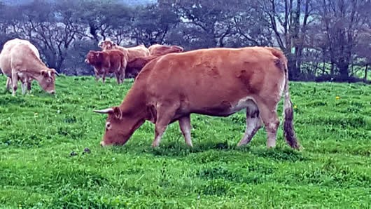 boeuf d'herbe bio race limousine