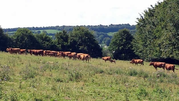 vaches limousines bio élevées en plein air.