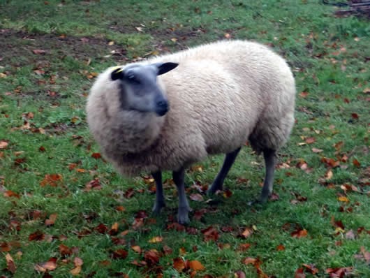 mouton bio élevé en plein air