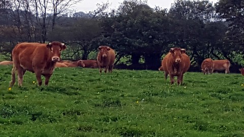 vaches limousines élevées en plein air