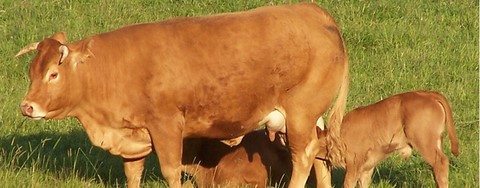 Boeuf d'herbe bio élevé en plein air.