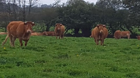 boeuf bio nourri a l'herbe bio