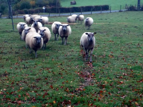 troupeau de moutons bio