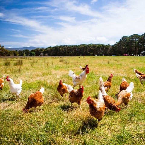 Poulet fermier bio plein air